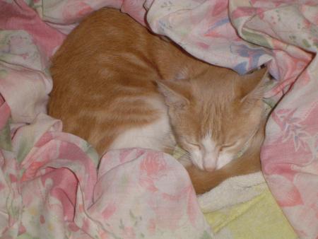 V'la mn chatton!!